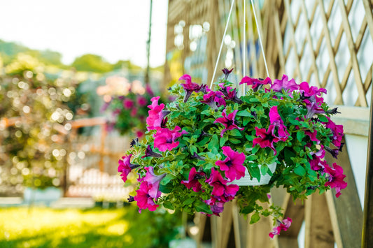 The Art and Science of Hanging Baskets: A Guide to Creating Stunning Displays