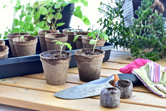 A Comprehensive Guide to Planting and Potting Flowers: Best Practices for a Thriving Garden