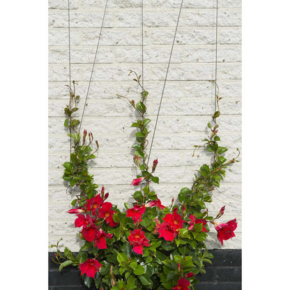 Nature Wire Trellis Set for Climbing Plants