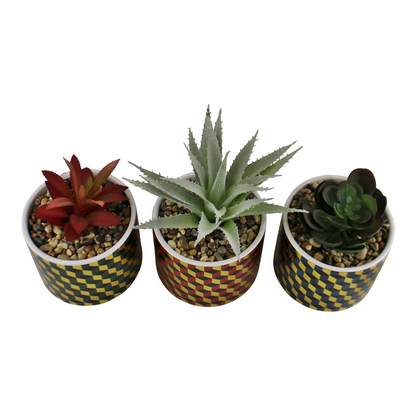 Set of 3 Succulents In Ceramic Pots