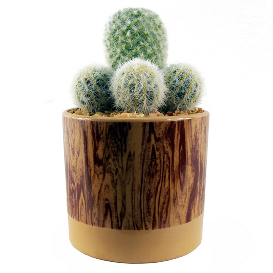 Artificial Cactus Plant in Ceramic Planter