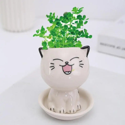 Cute Cat Succulent Plant Pots | Jscapes Home and Garden